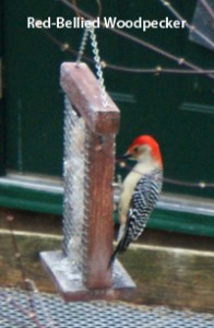 my-Red-Bellied-Woodpecker