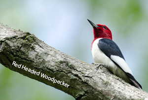 red-headed-woodpecker