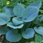 Blue Hawaii Hosta