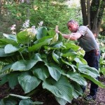 Hosta Empress Wu, A Giant Hosta