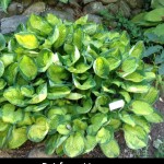 Rainforest Sunrise Hosta