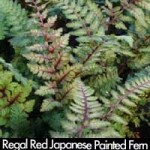 Regal Red Japanese Painted Fern