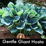 Gentle Giant Hosta, a Giant Hosta