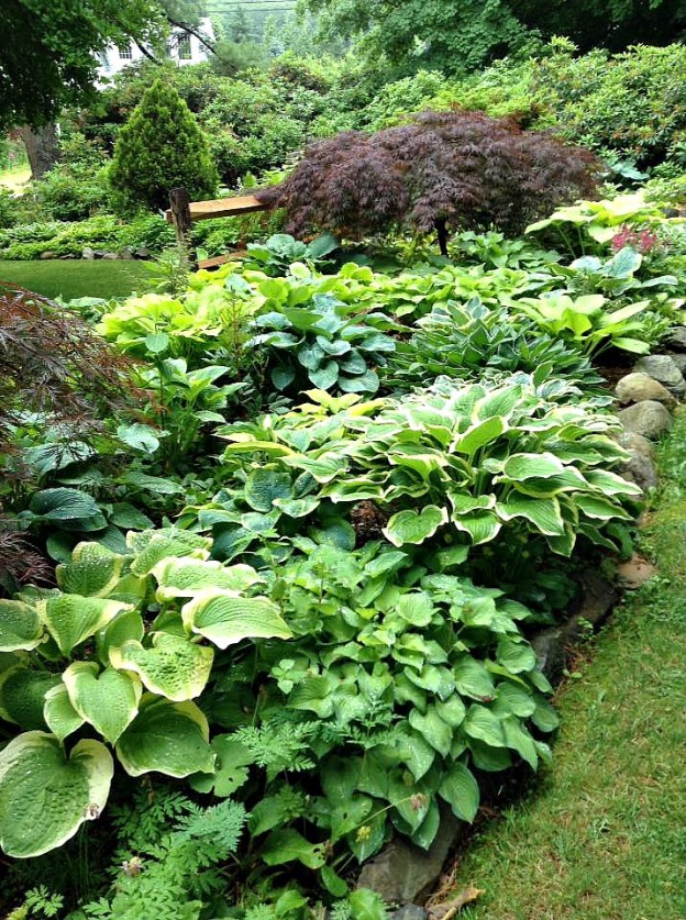 What is a Hosta and Why Should I Grow Hostas? - NH Hostas