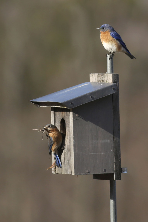 Bringing Bluebirds And Tree Swallows Into Your Hosta Gardens - Nh Hostas