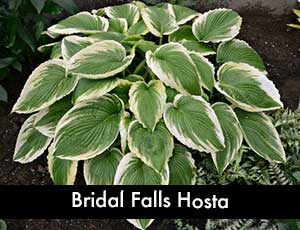 Bridal Falls Hosta - Giant Hosta