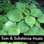 Sum & Substance Hosta - a Giant hosta