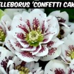 Helleborus 'Confetti Cake'