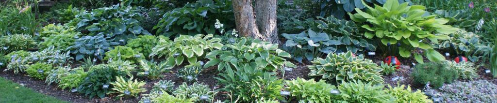 Hosta garden with giant hostas