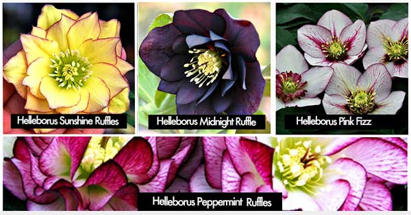 Think Hostas For Beautiful Summer Gardens | Over 700 Hosta Varieties